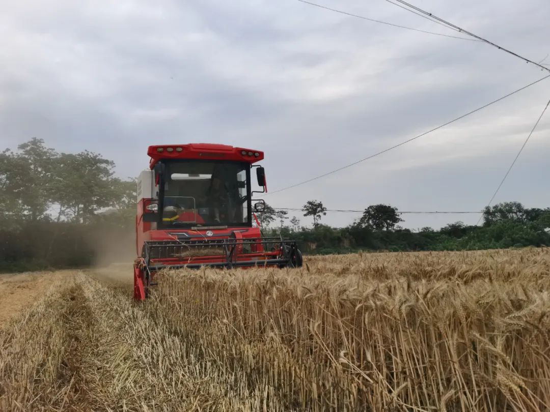 梁山好漢張作斌:實測收割兩千多畝零故障,小麥機買它就對了(圖1) 11_看圖王.jpg