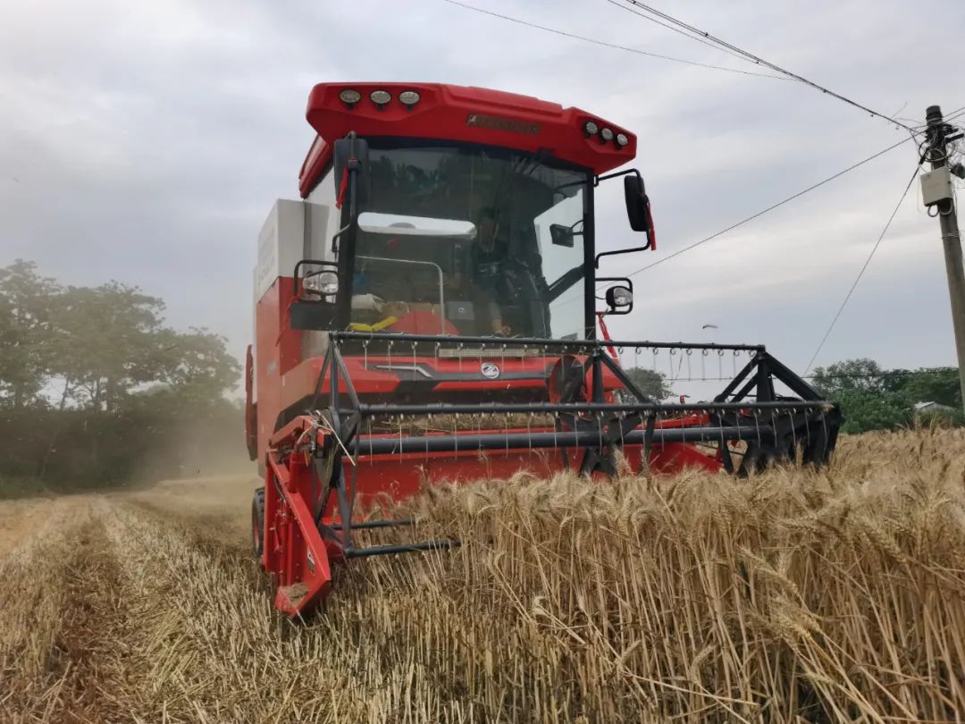 青島平度滿書山:“牛人”開“牛車” 中聯(lián)收獲哪都好(圖1) 640.jpg